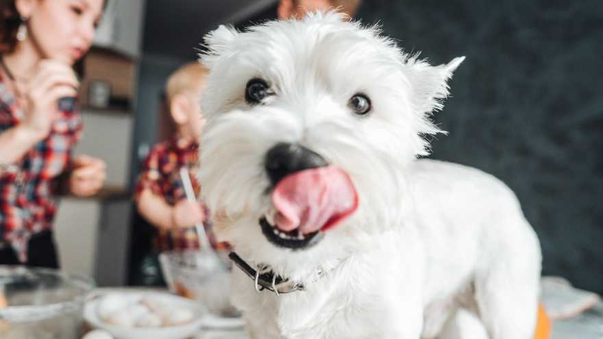 Hunde OP-Versicherung