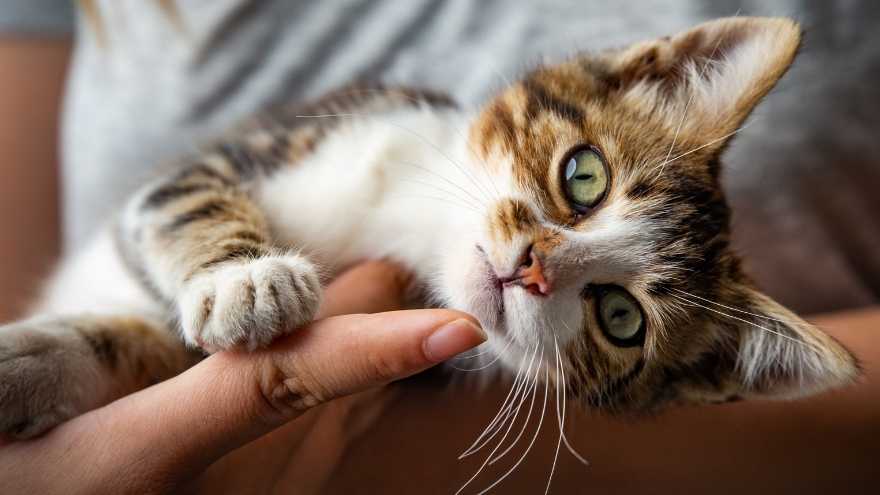 Katzen-OP-Versicherung