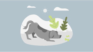 Tierarztkosten beim Hund